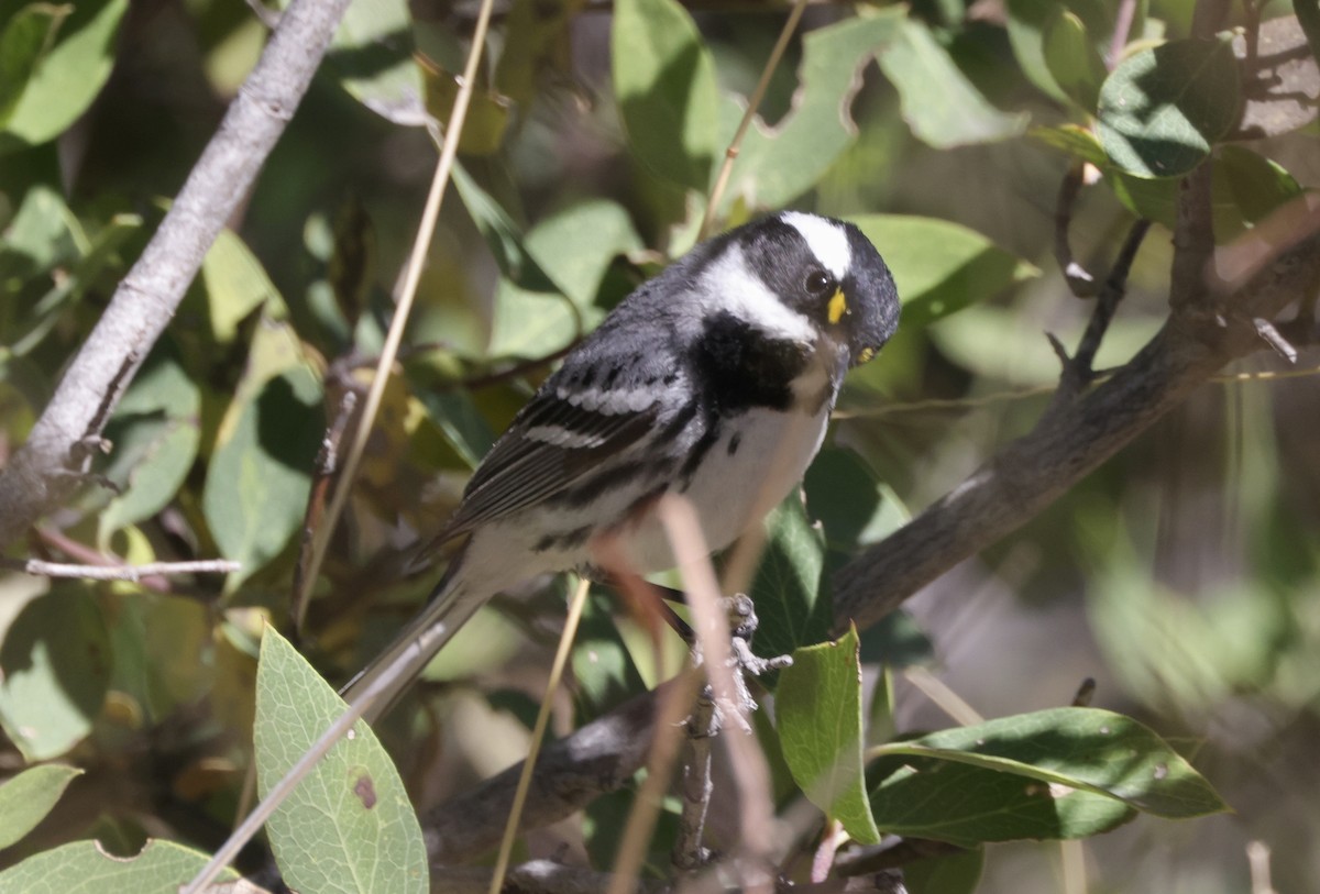 Black-throated Gray Warbler - Ken Oeser