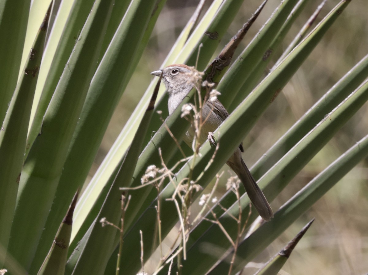 Rufous-crowned Sparrow - Ken Oeser
