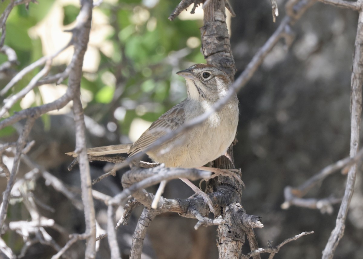 Rufous-crowned Sparrow - Ken Oeser