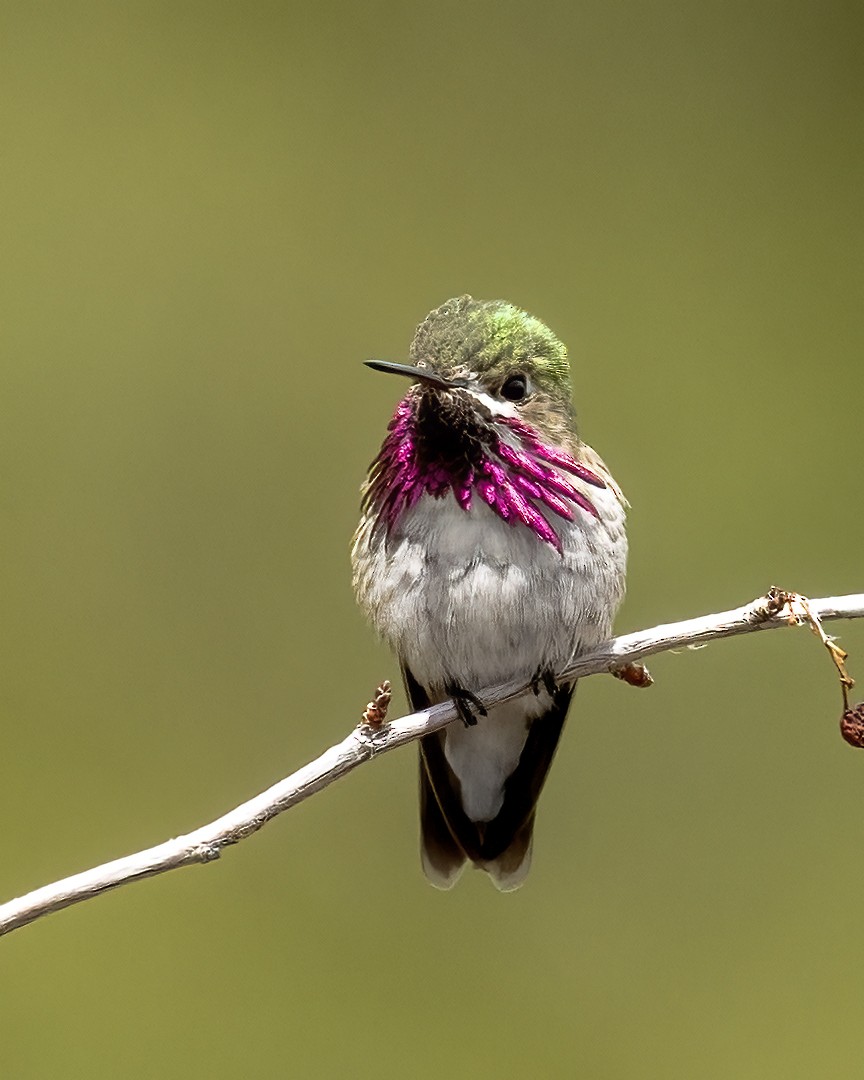 Calliope Hummingbird - ML570109811