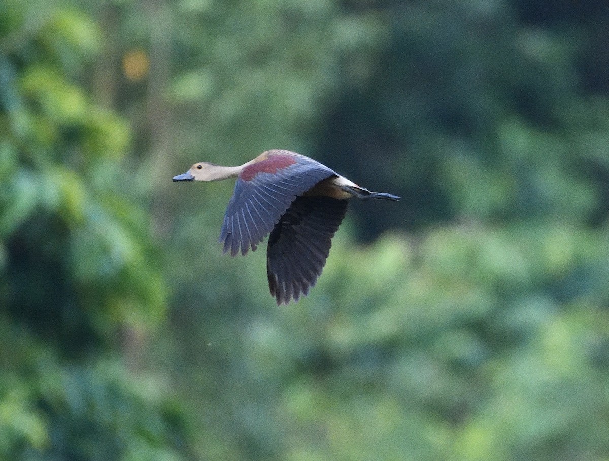 EBird Checklist 10 May 2023 Karwani Left Bank 18 Species