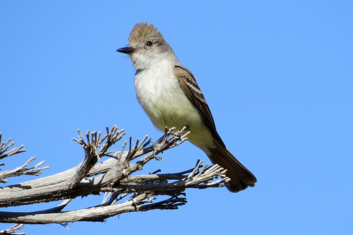 Ash-throated Flycatcher - Jeff Culler