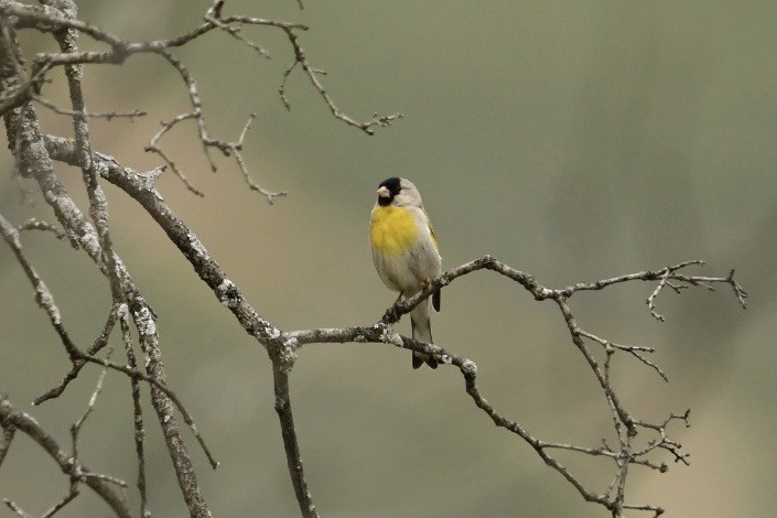 Lawrence's Goldfinch - Tod Pohlmann