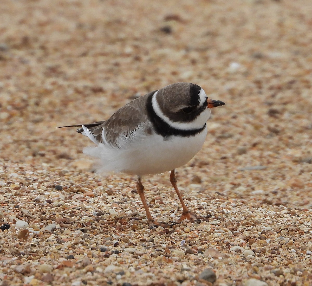 Semipalmated Plover - ML570116471