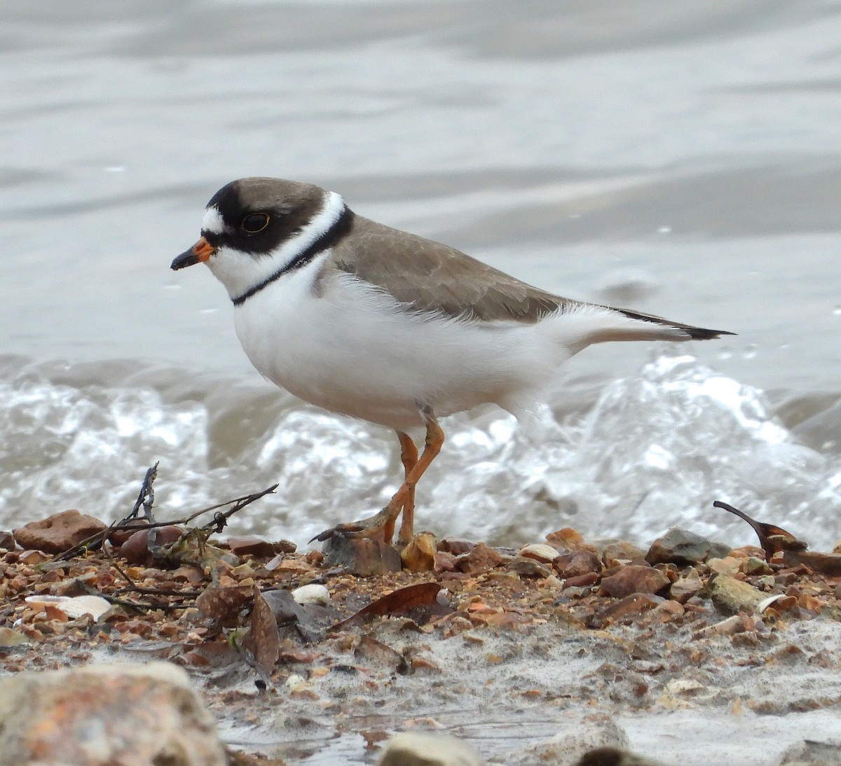 Semipalmated Plover - ML570116481