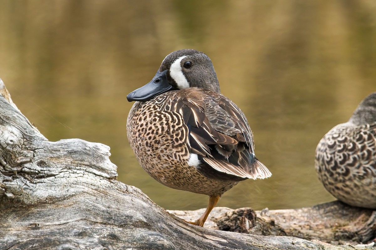Blue-winged Teal - ML570116731