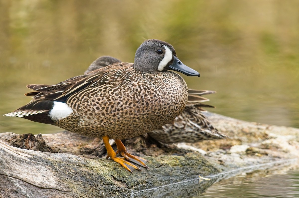 Blue-winged Teal - Calvin S