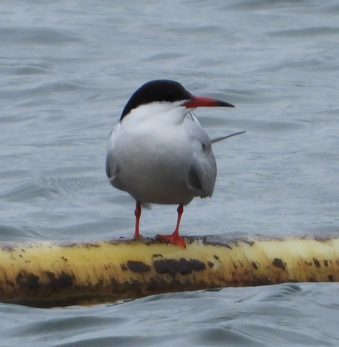 Common Tern - ML570117171