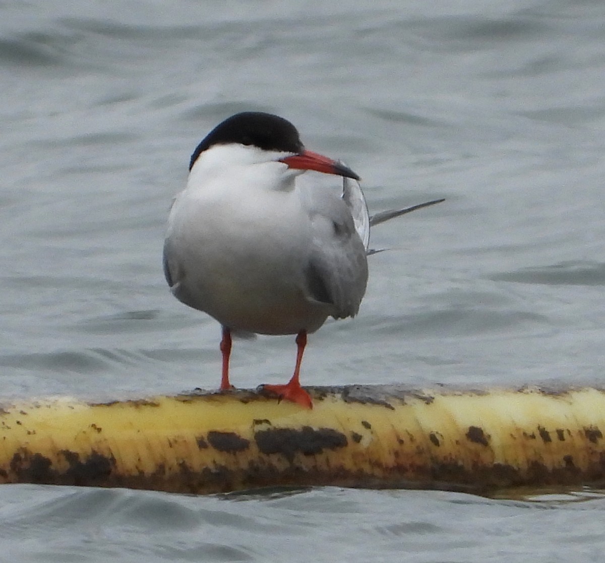 Common Tern - ML570117181