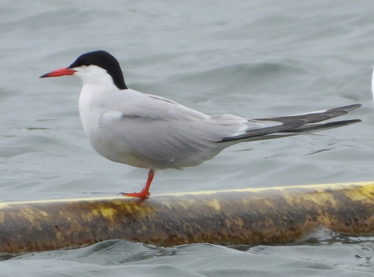 Common Tern - ML570117191