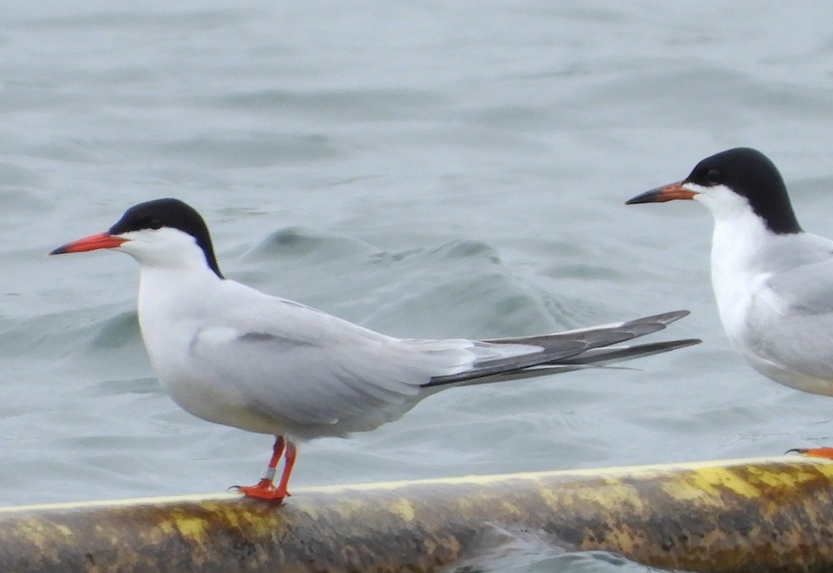 Common Tern - ML570117201