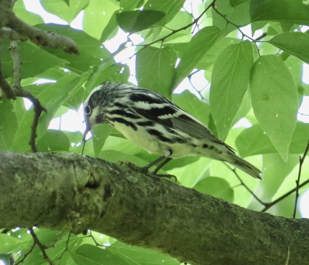 Black-and-white Warbler - ML570119221