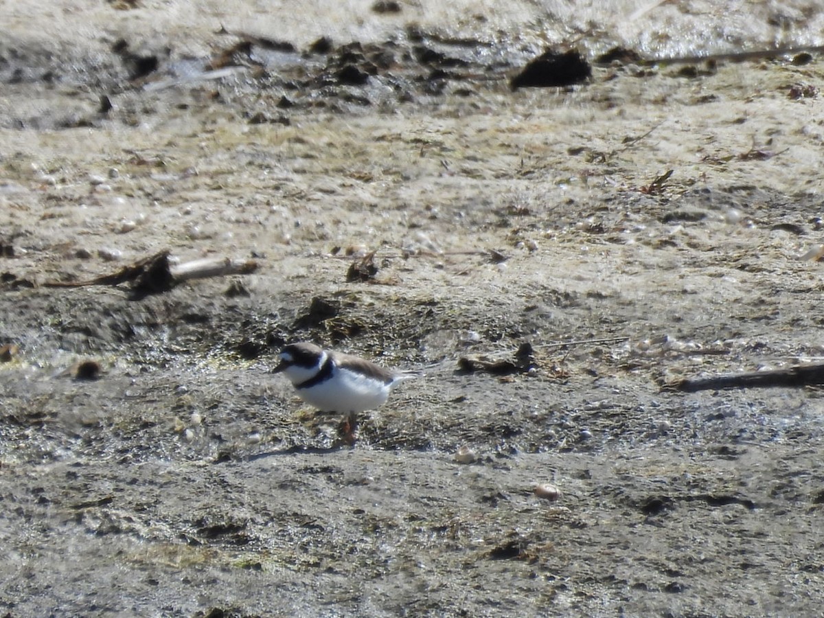 Semipalmated Plover - ML570122561