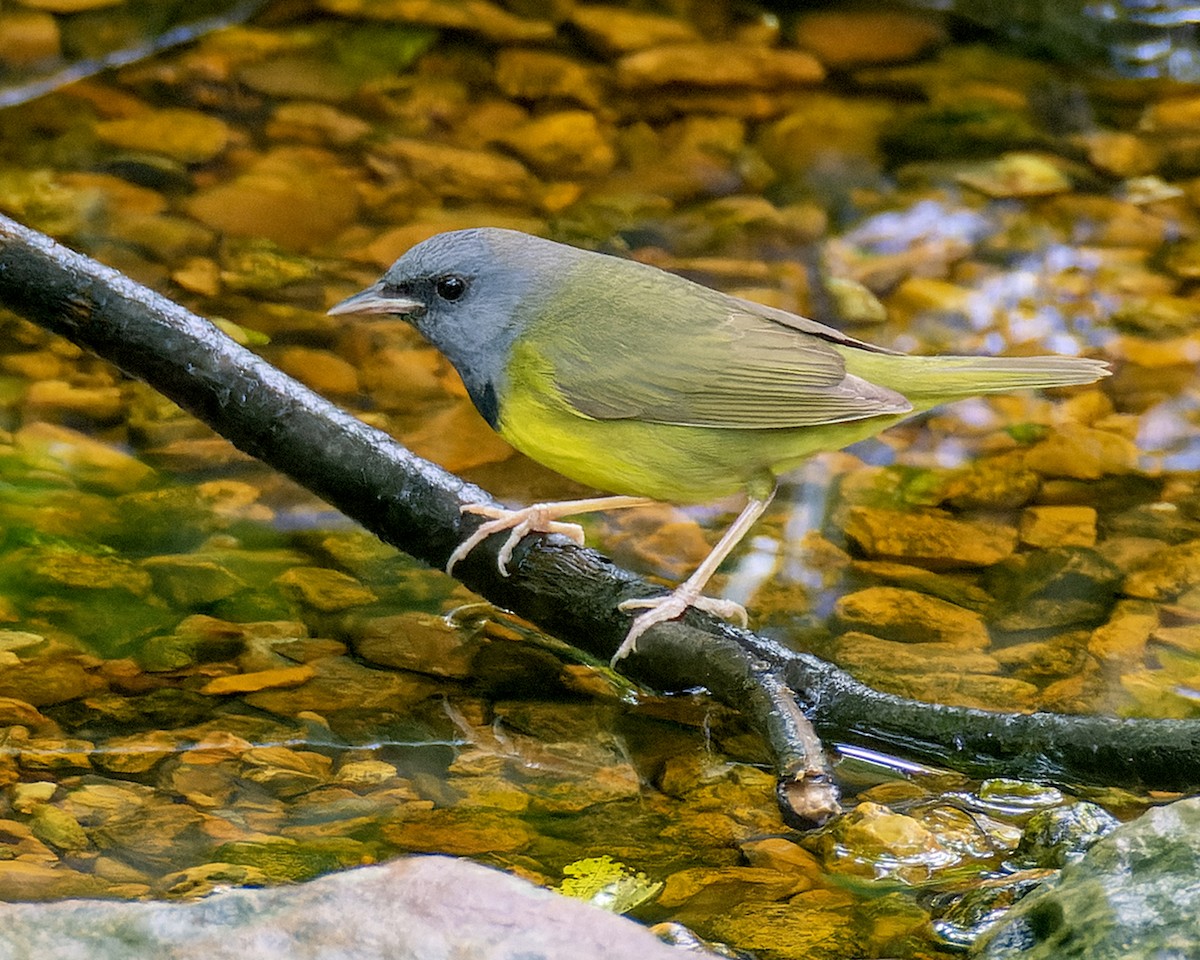 Ebird Checklist May Shady Oaks Sanctuary No Public Access