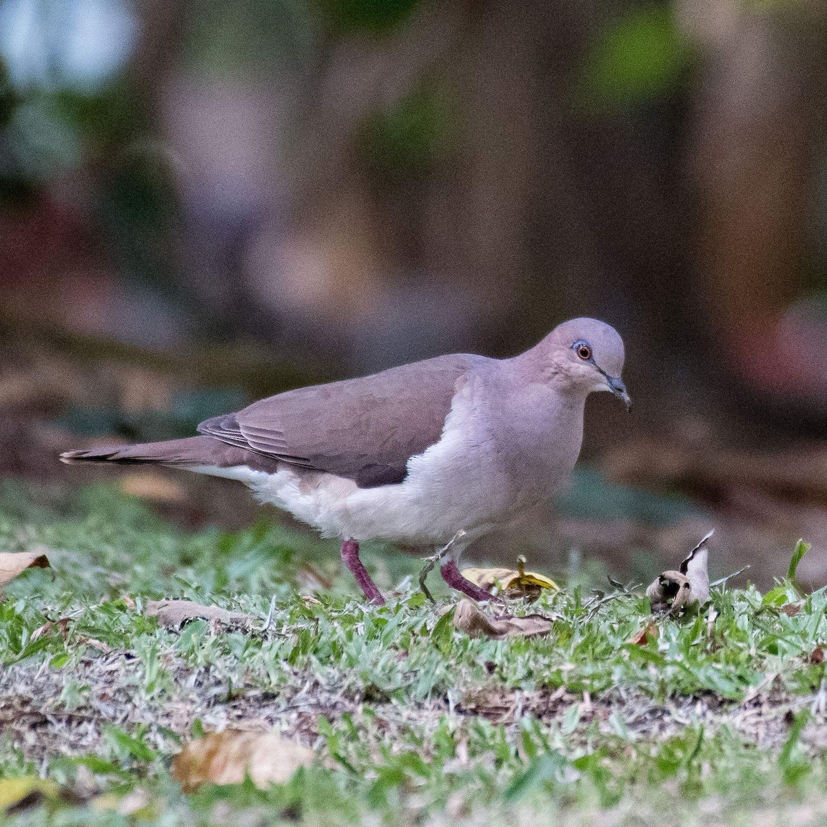 White-tipped Dove - Liling Warren