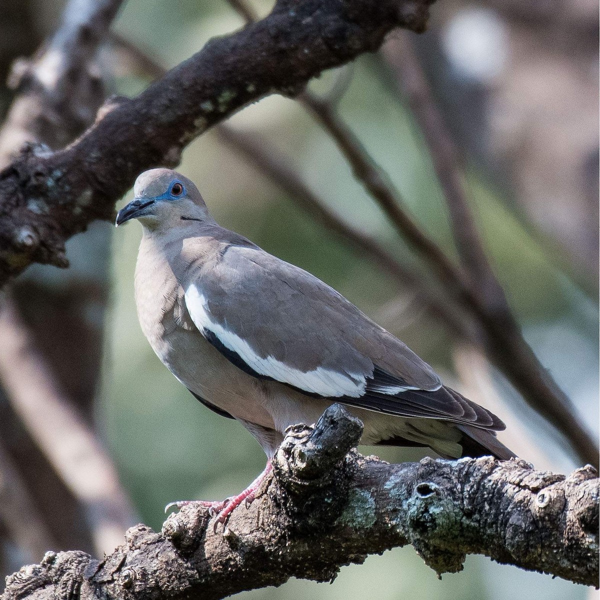White-winged Dove - Liling Warren