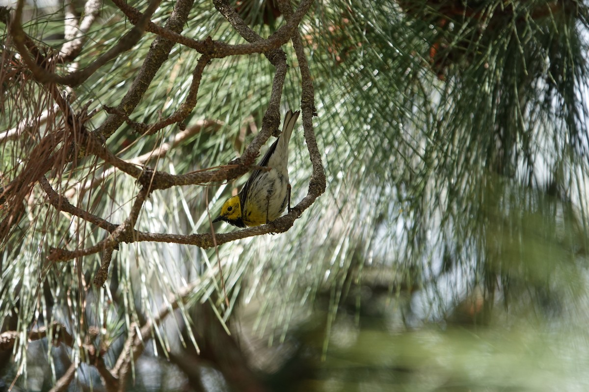 Townsend's x Hermit Warbler (hybrid) - ML570129961