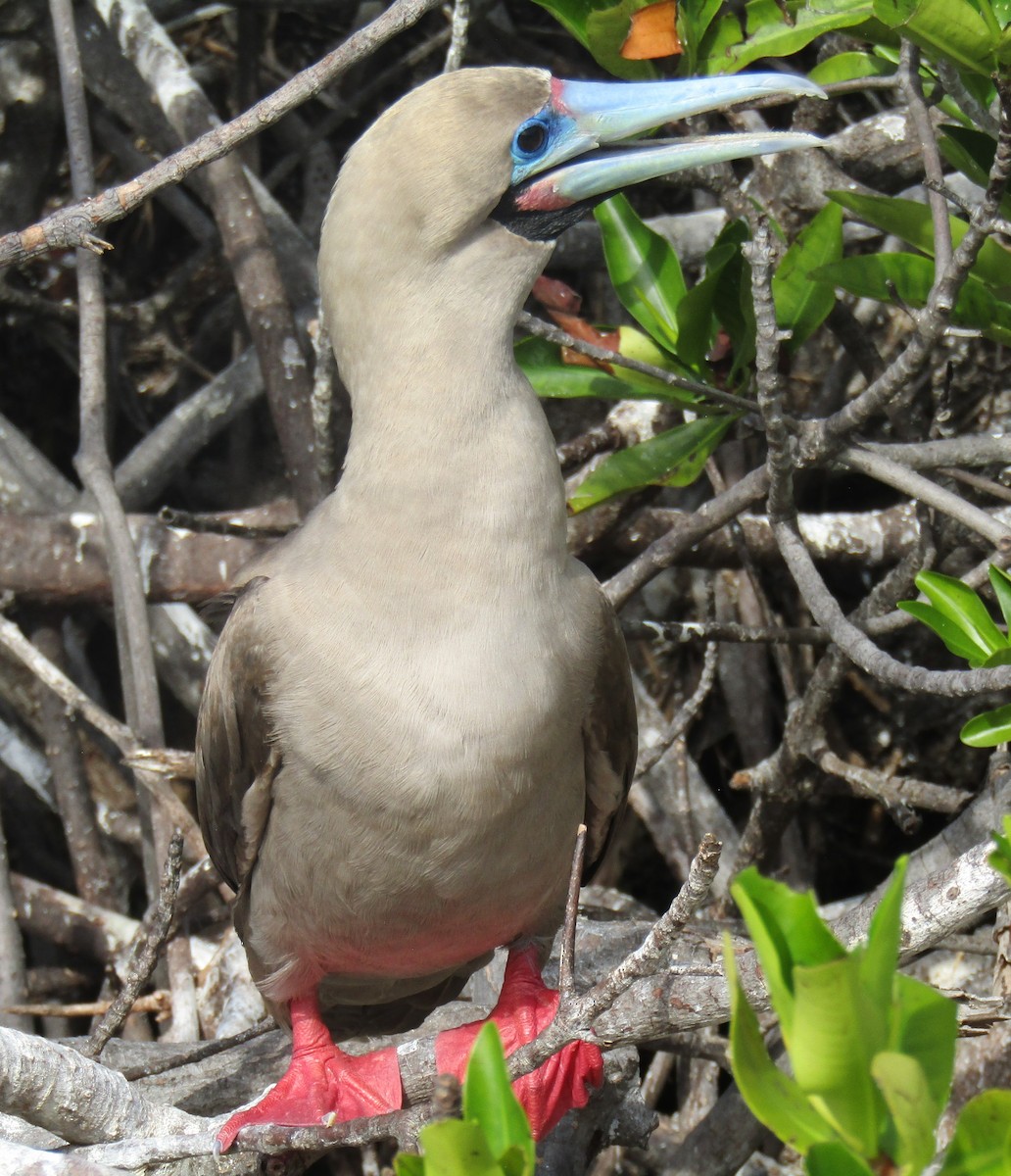 Red-footed Booby (Eastern Pacific) - ML570130771