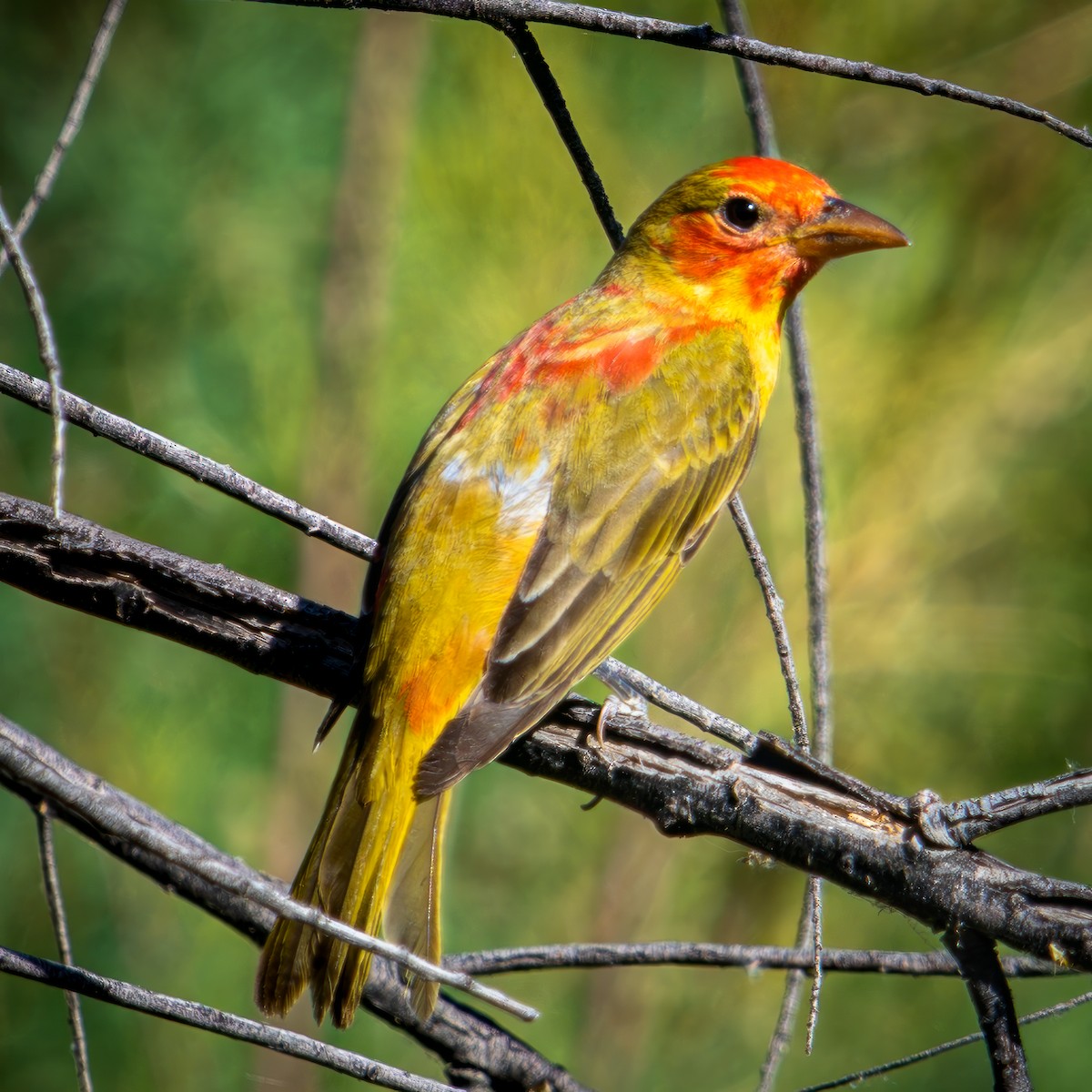 eBird Checklist - 10 May 2023 - El Rio Open Space Preserve - 11 species