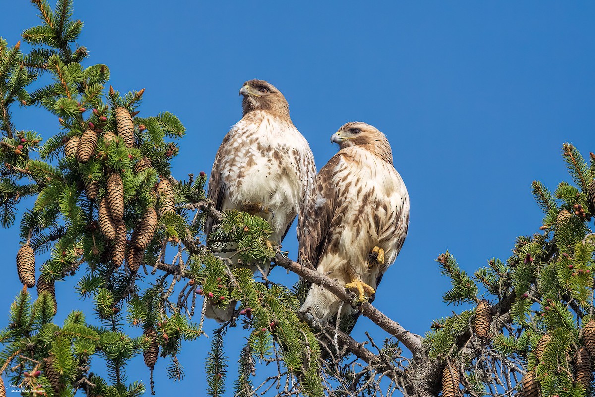 Red-tailed Hawk - ML570139971