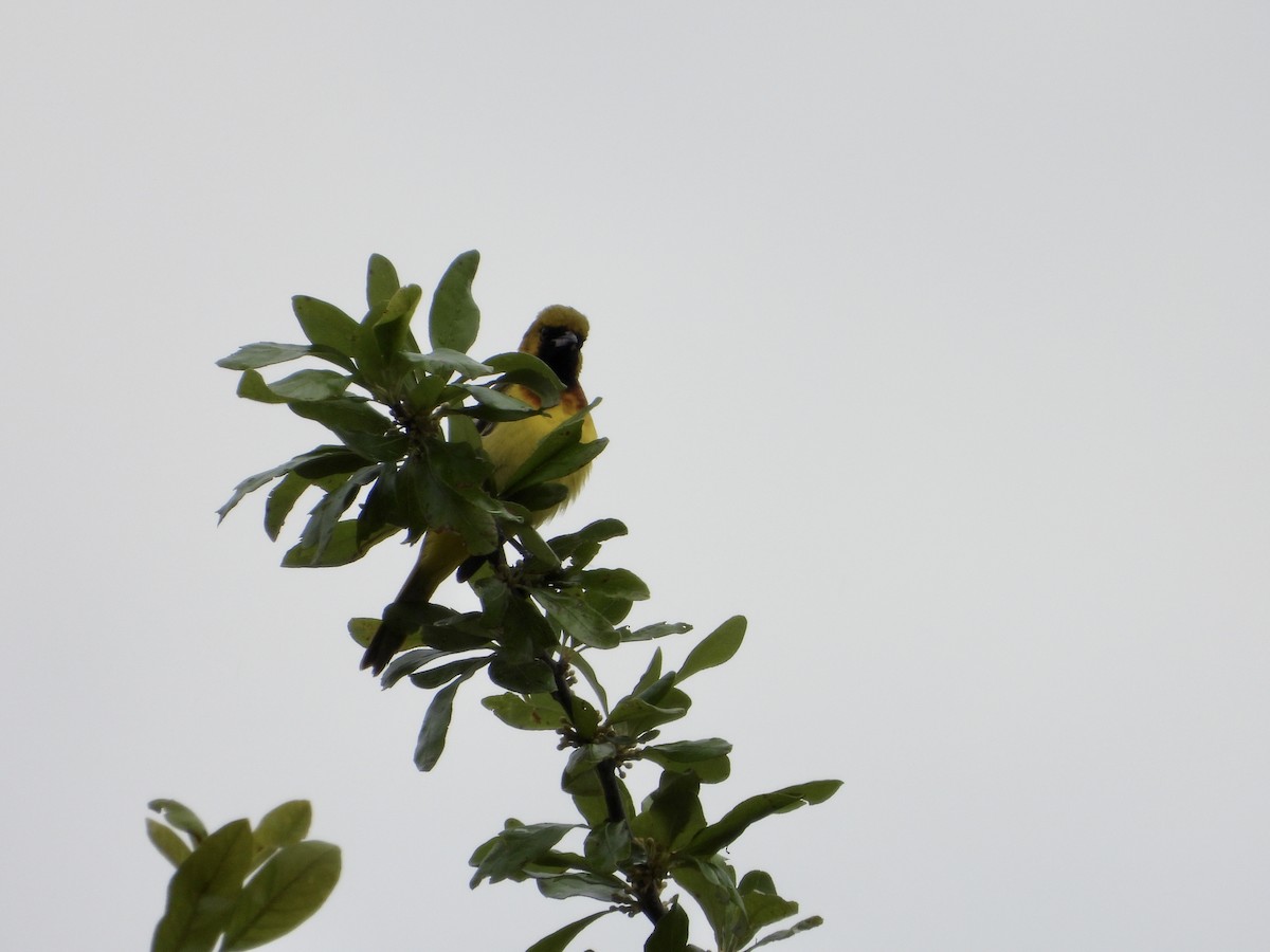 Orchard Oriole - ML570140561