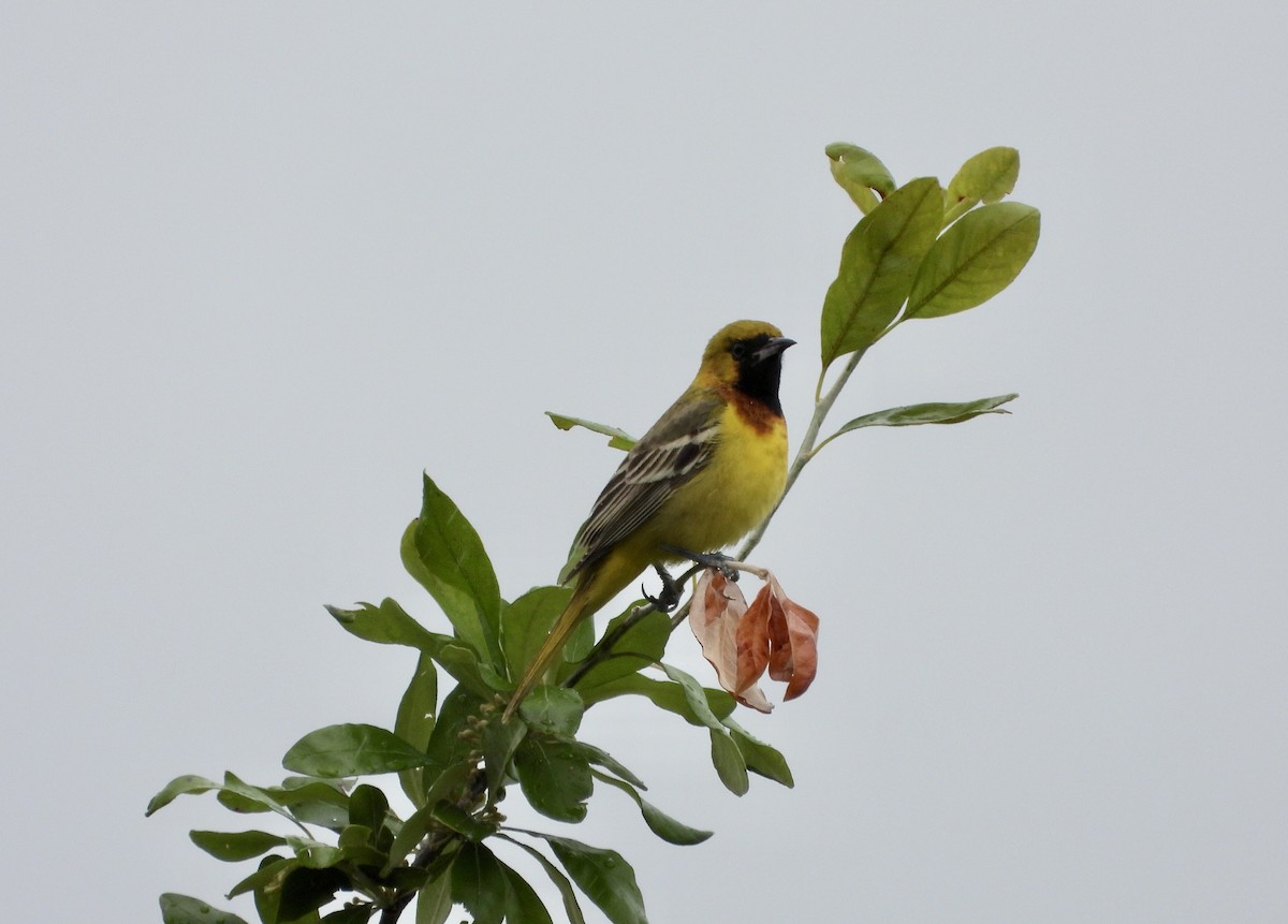 Orchard Oriole - ML570140571