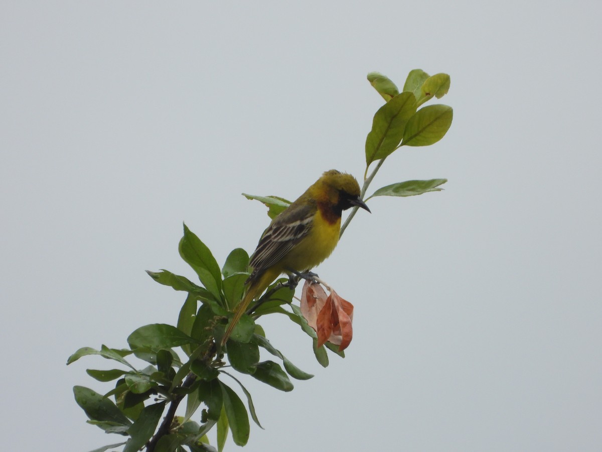 Orchard Oriole - ML570140581