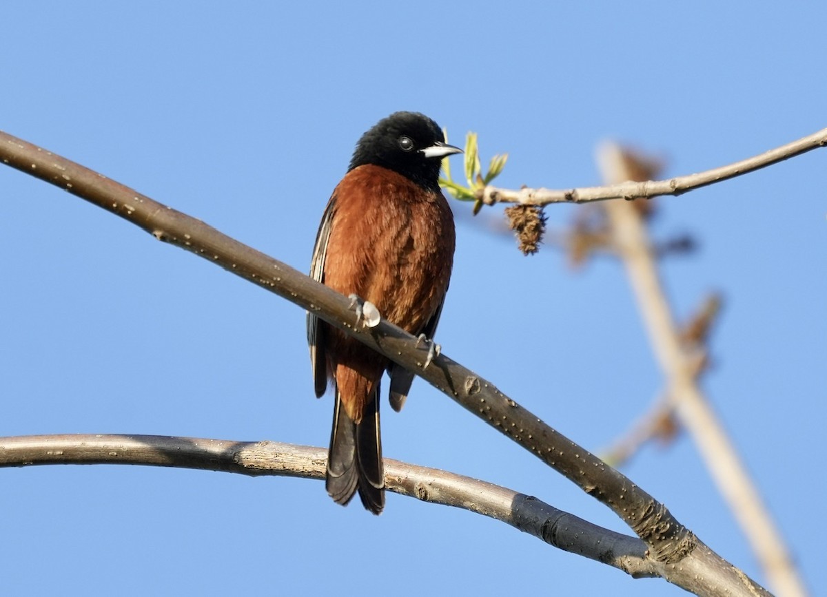 Orchard Oriole - ML570141021