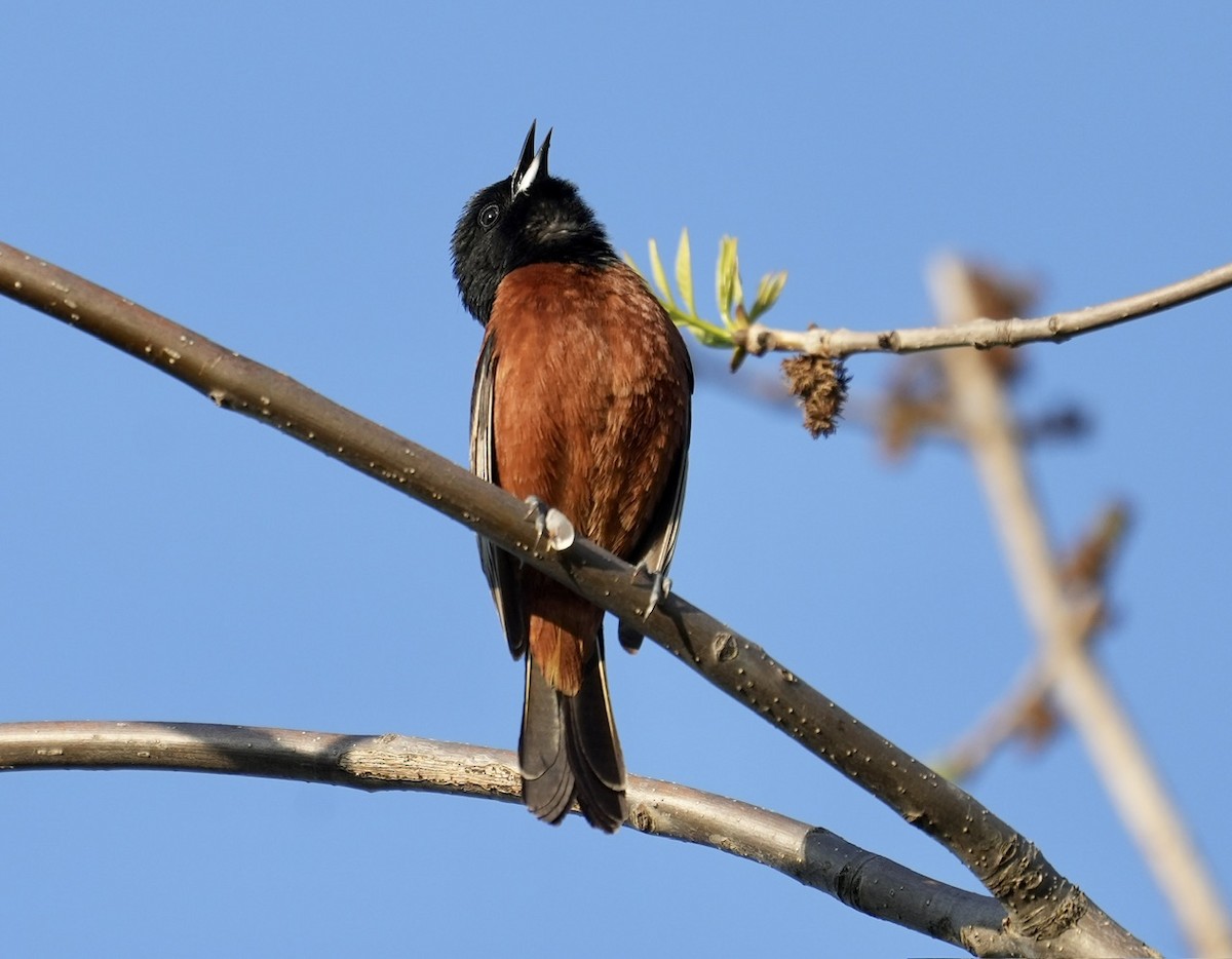 Orchard Oriole - ML570141031