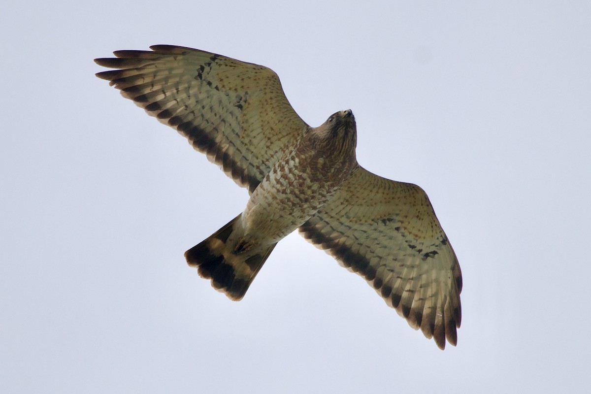 Broad-winged Hawk - ML570141971