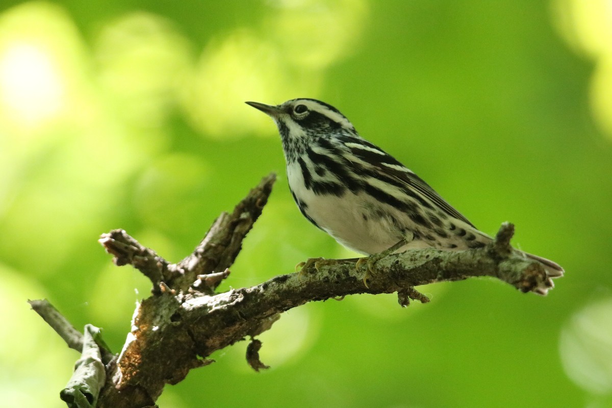 Black-and-white Warbler - ML570145311