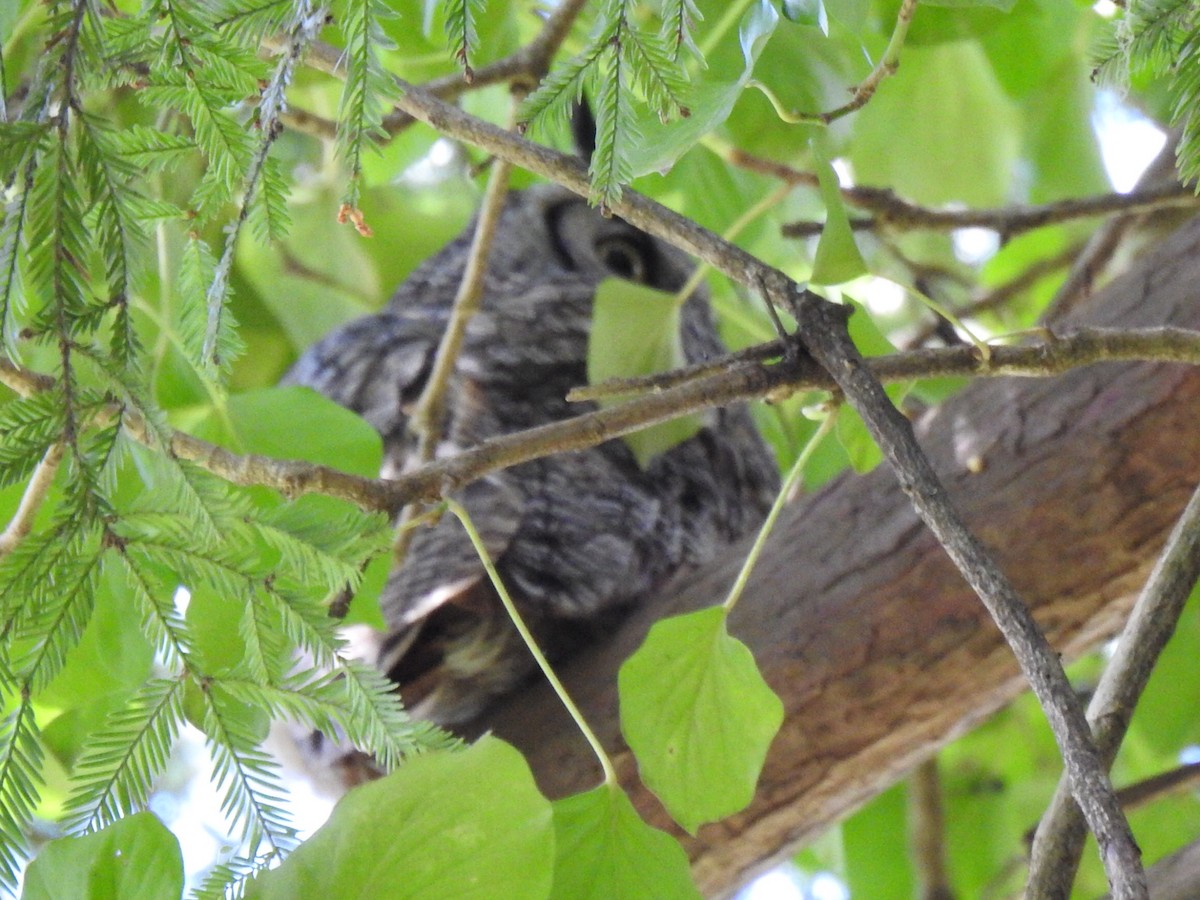 Great Horned Owl - ML570147941