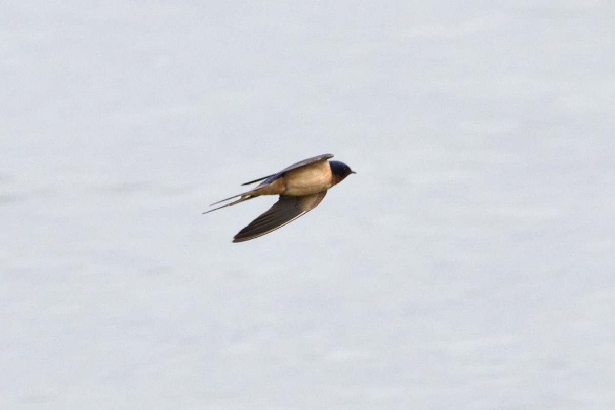 Barn Swallow (American) - ML570152371