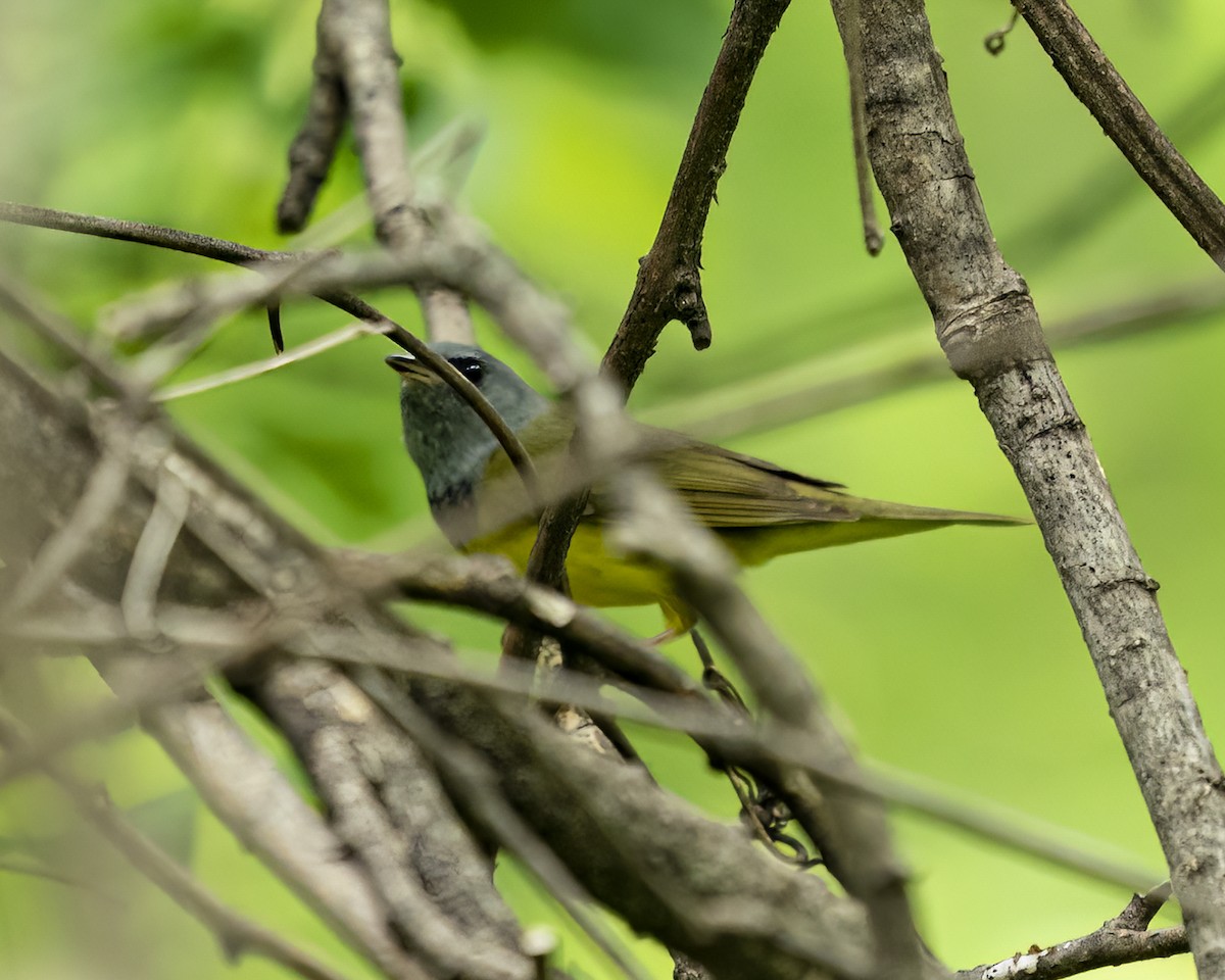 Mourning Warbler - Audrey Percy-Muenz