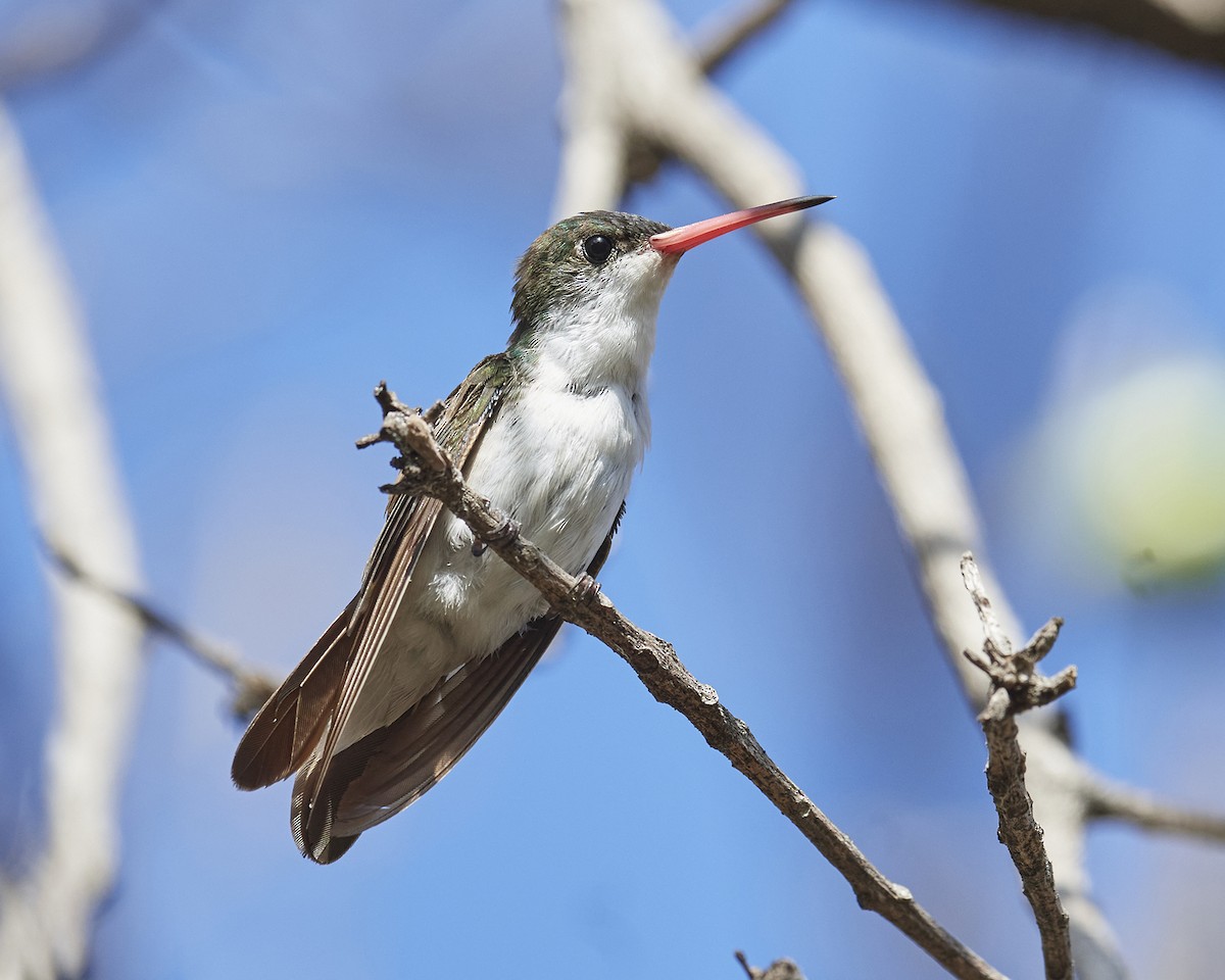 Green-fronted Hummingbird - ML570156631