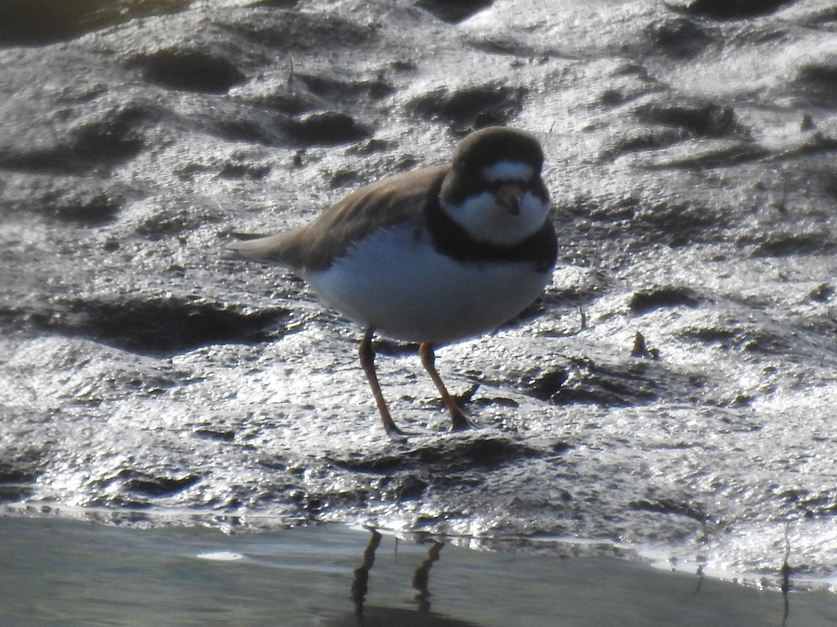 Semipalmated Plover - ML570157361