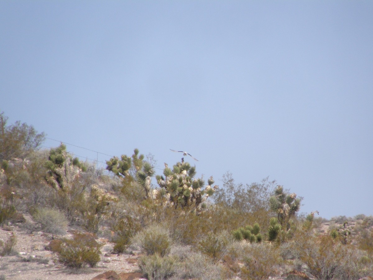 White-tailed Kite - ML570162031