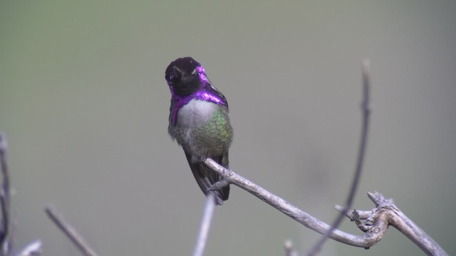 Costa's Hummingbird - ML570162271