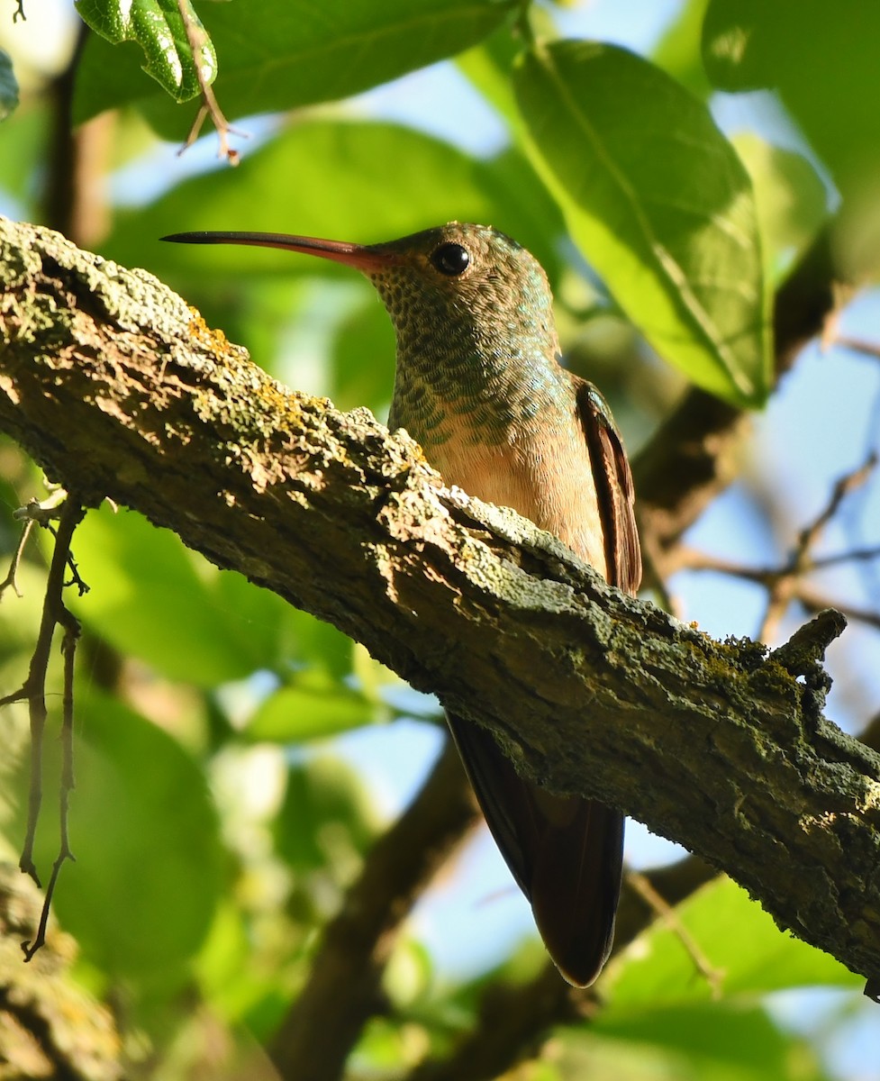 Buff-bellied Hummingbird - ML570166671