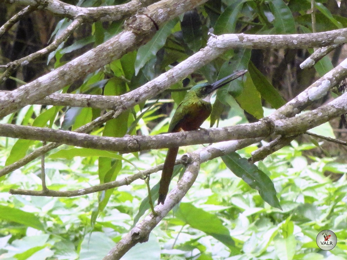 Rufous-tailed Jacamar - ML57016831