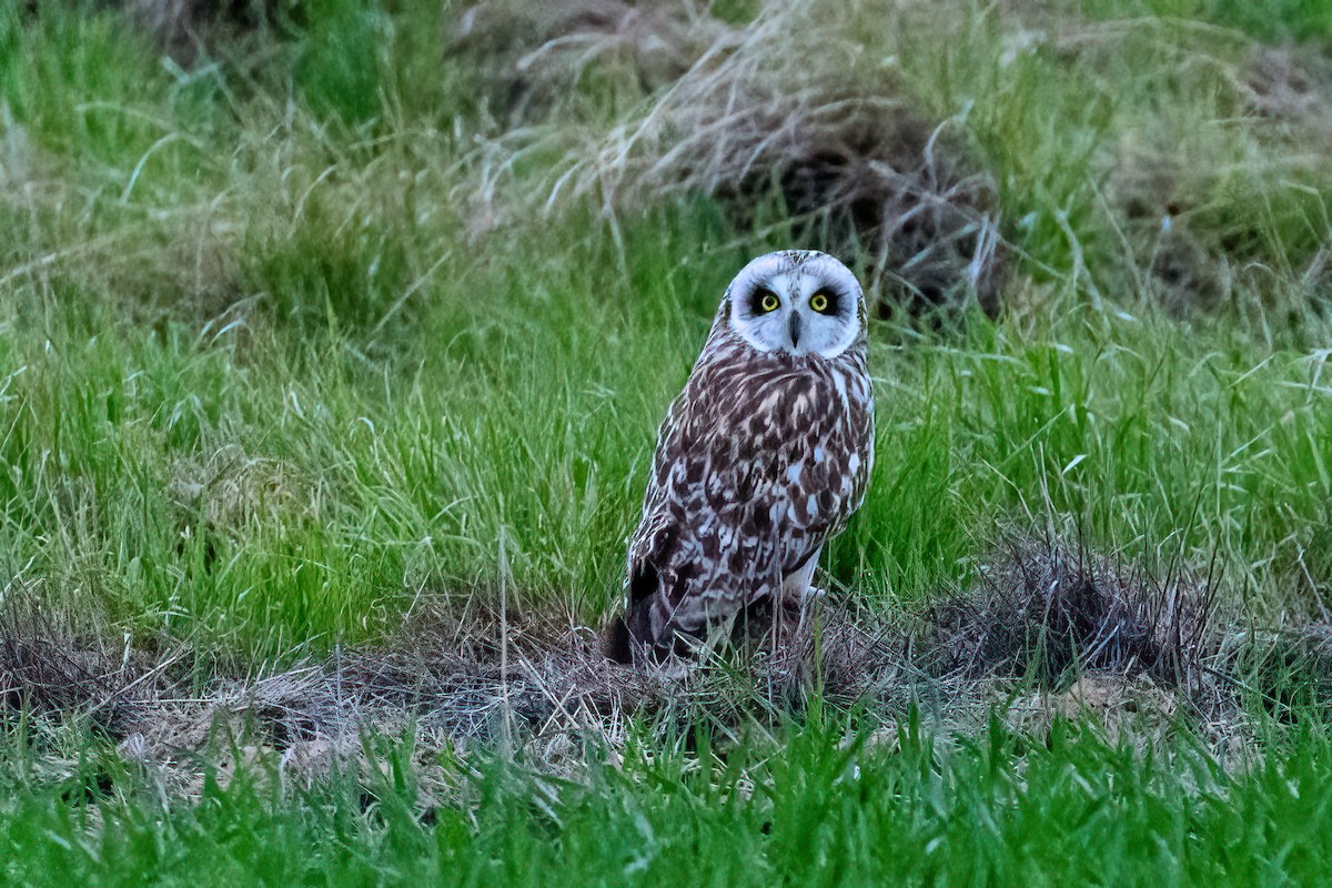 Short-eared Owl - ML570168581