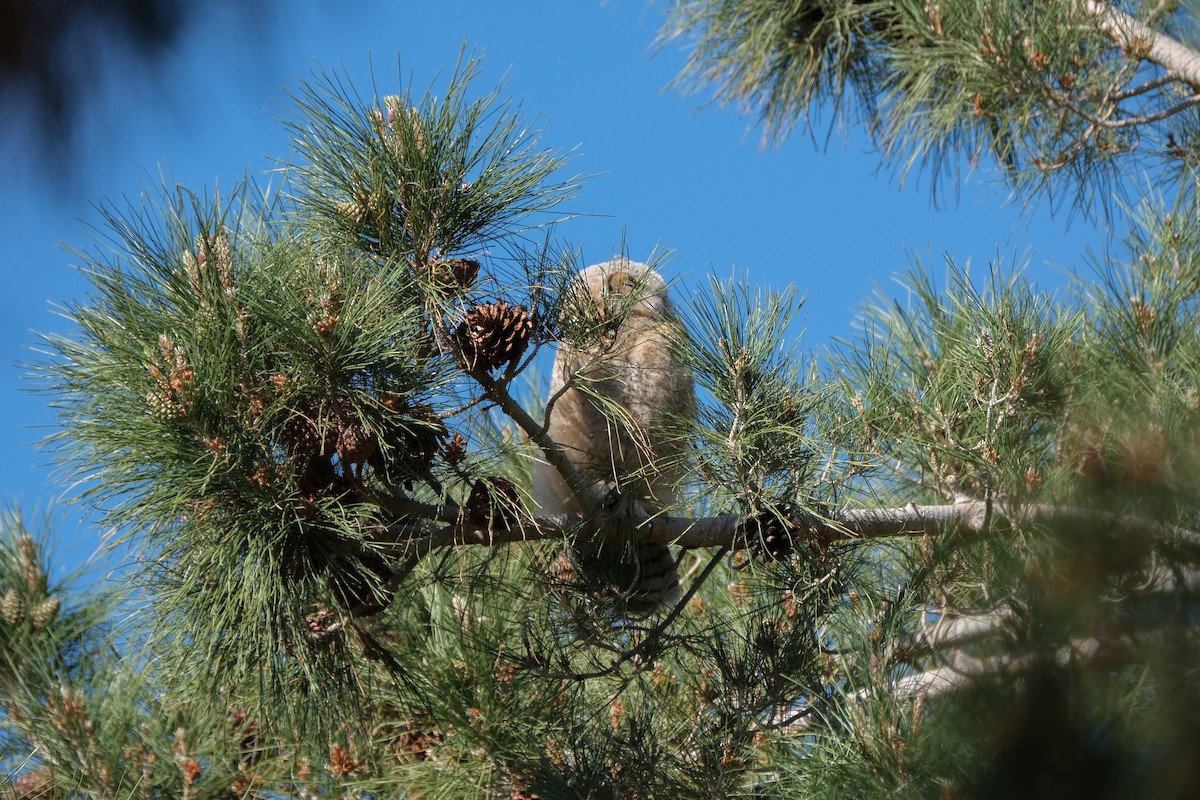 Great Horned Owl - ML570168741