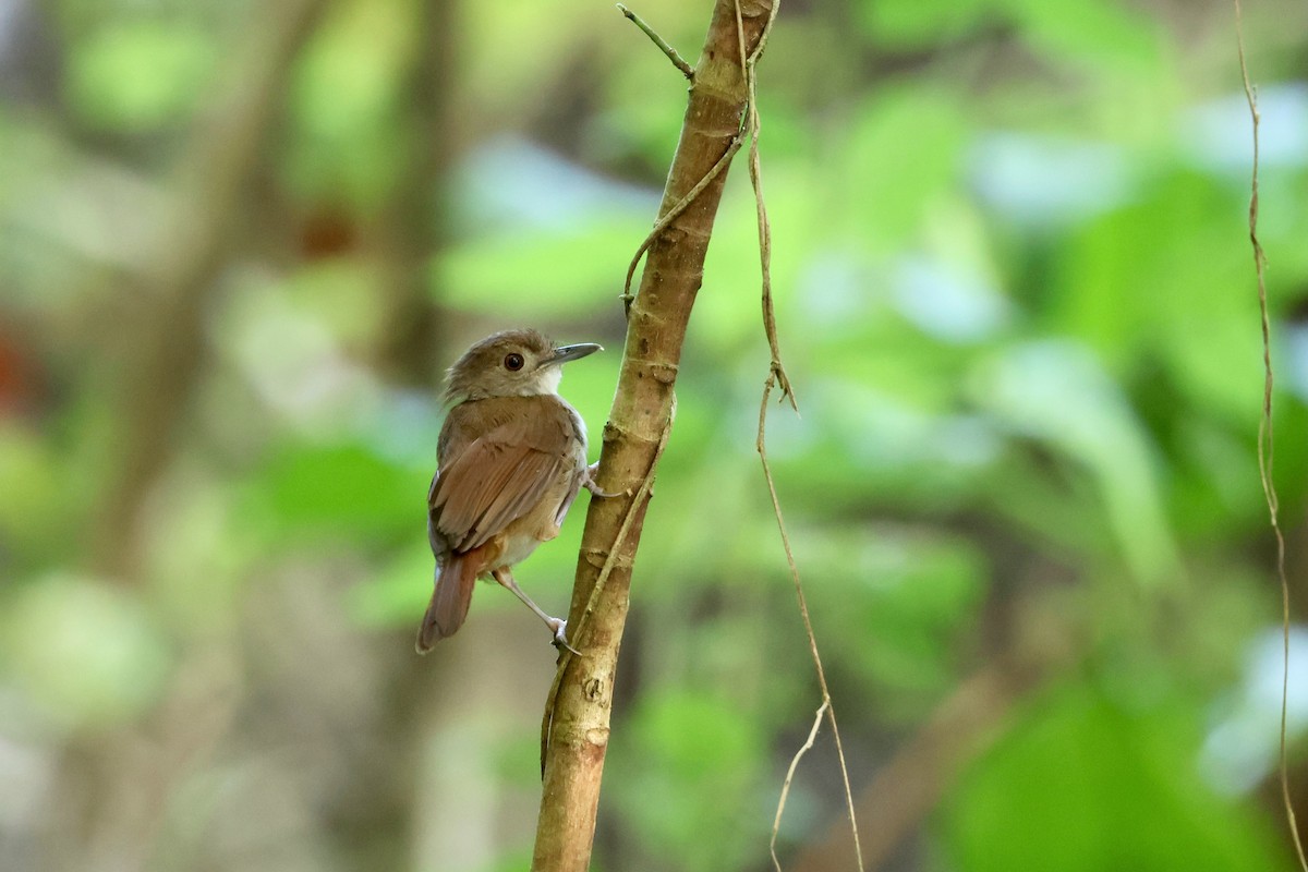 Sulawesi Babbler - Olivier Langrand