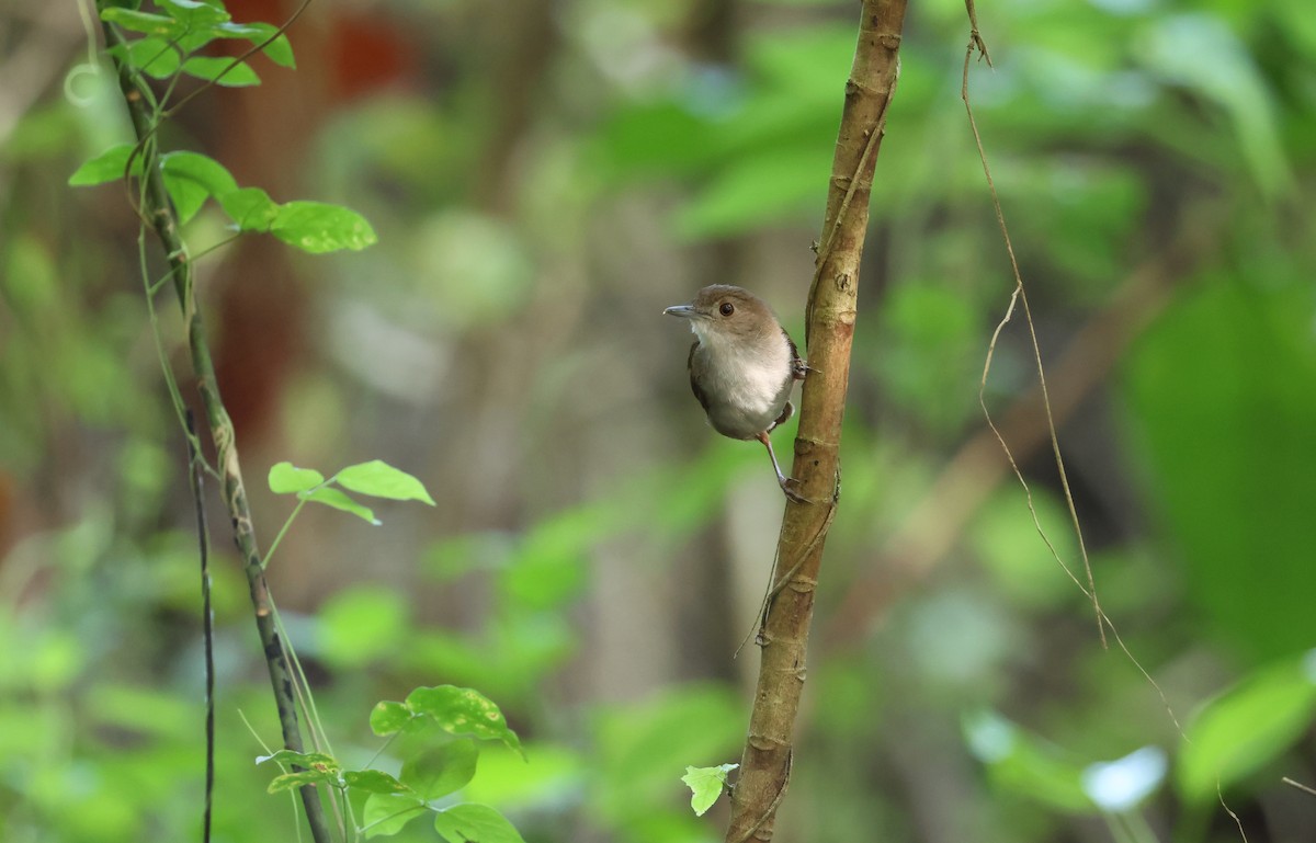 Sulawesi Babbler - ML570171411