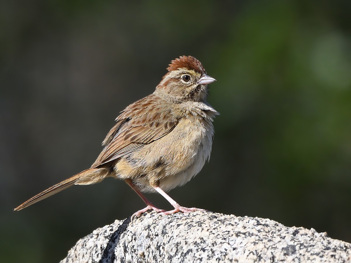 Rufous-crowned Sparrow - ML570174281