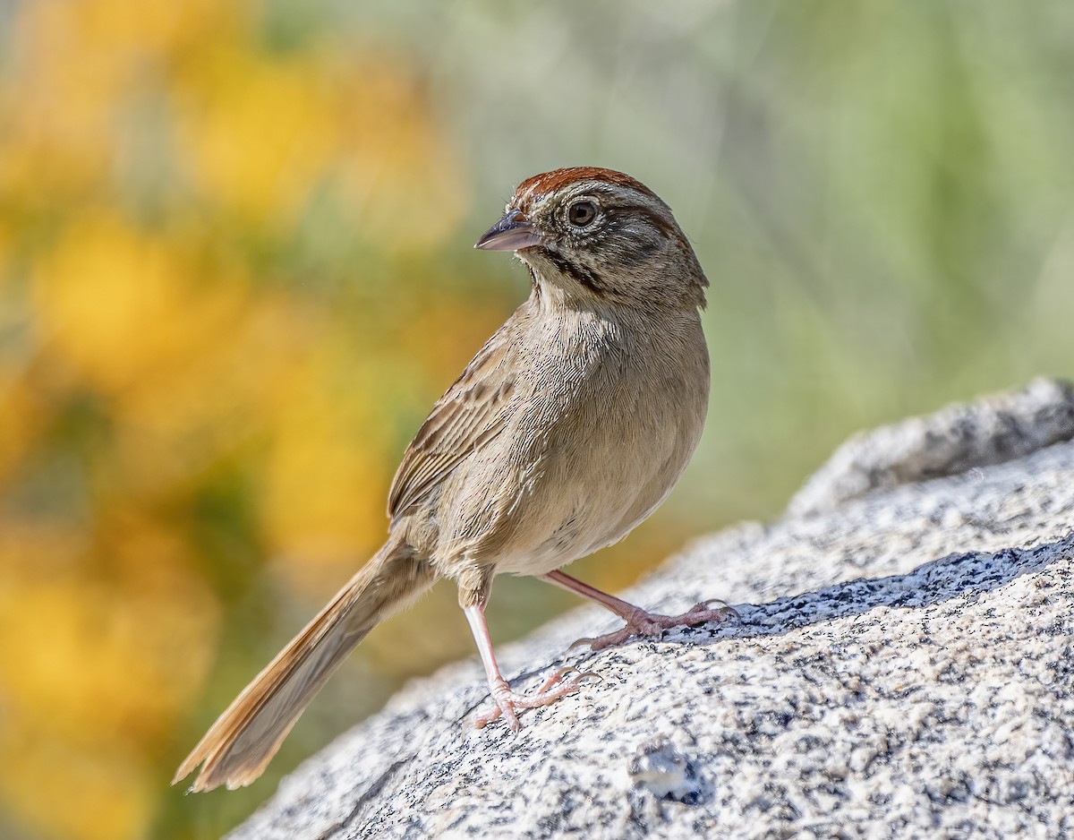 Rufous-crowned Sparrow - ML570174291