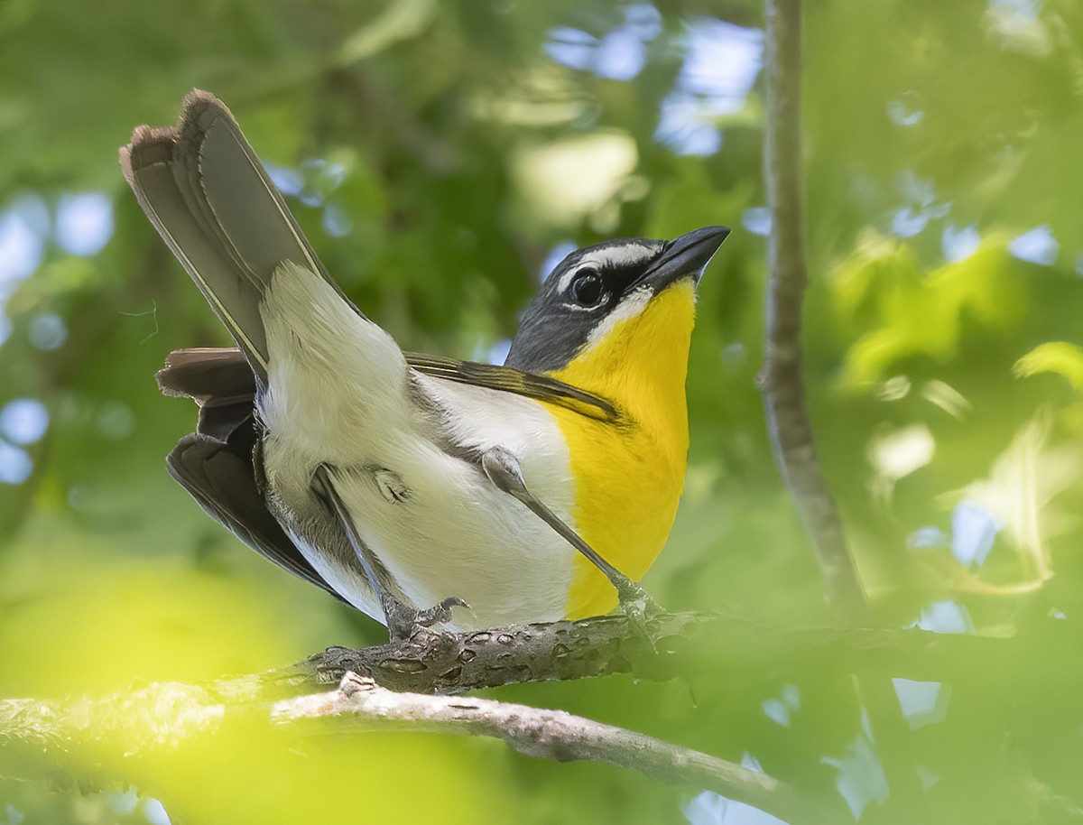 Yellow-breasted Chat - ML570174321