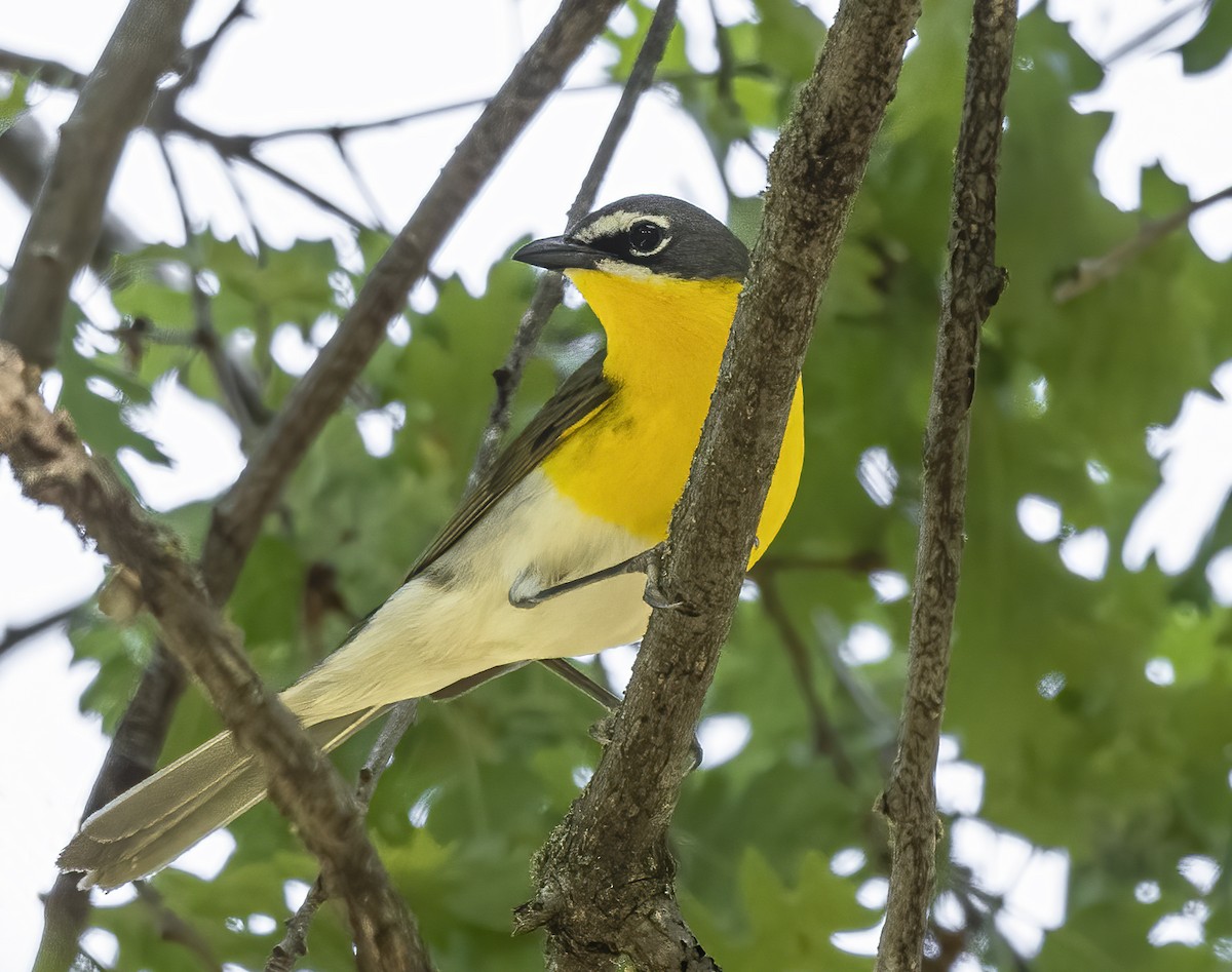 Yellow-breasted Chat - ML570174341