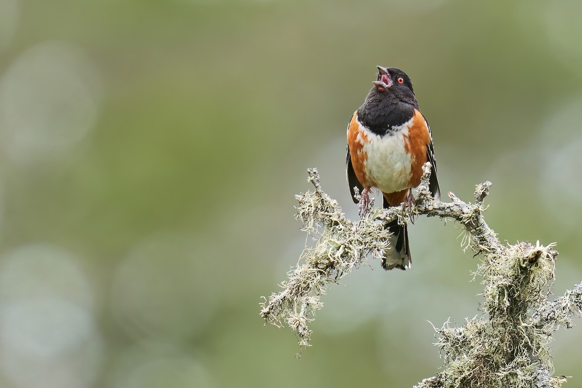 Spotted Towhee - ML570174561