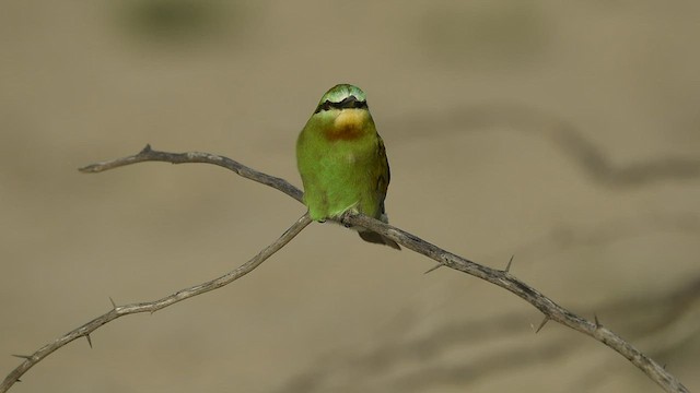 Blue-cheeked Bee-eater - ML570174751